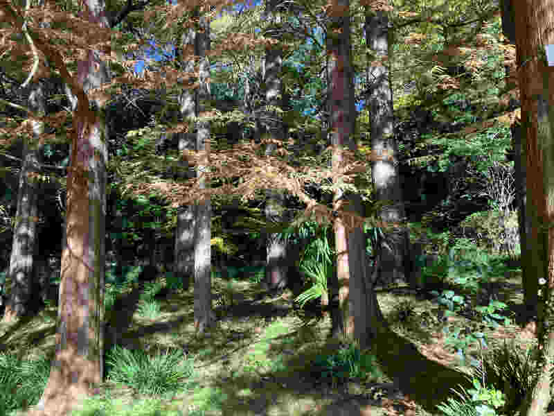 小石川植物園