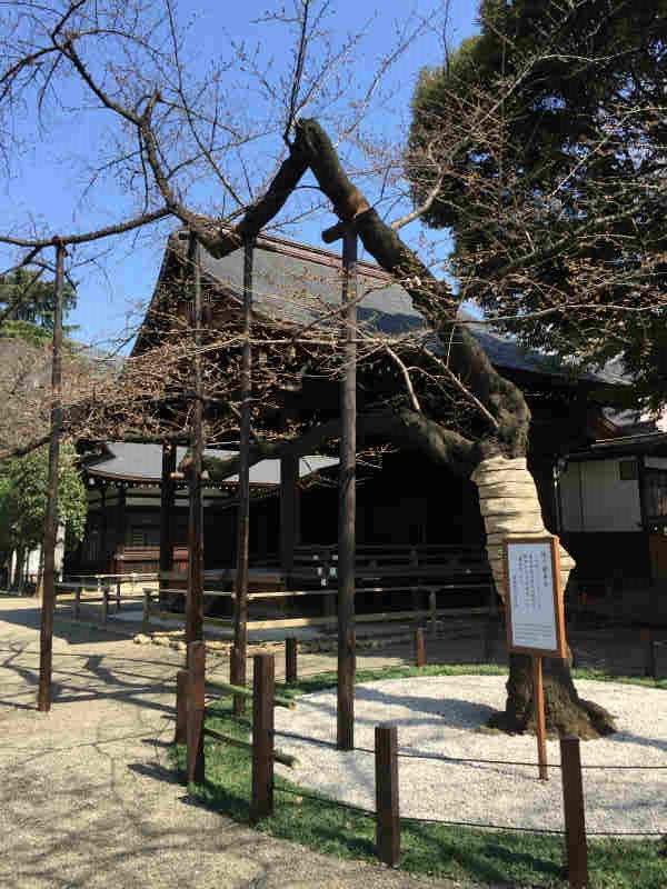 靖国神社の桜